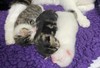 Cuddle puddle of kittens